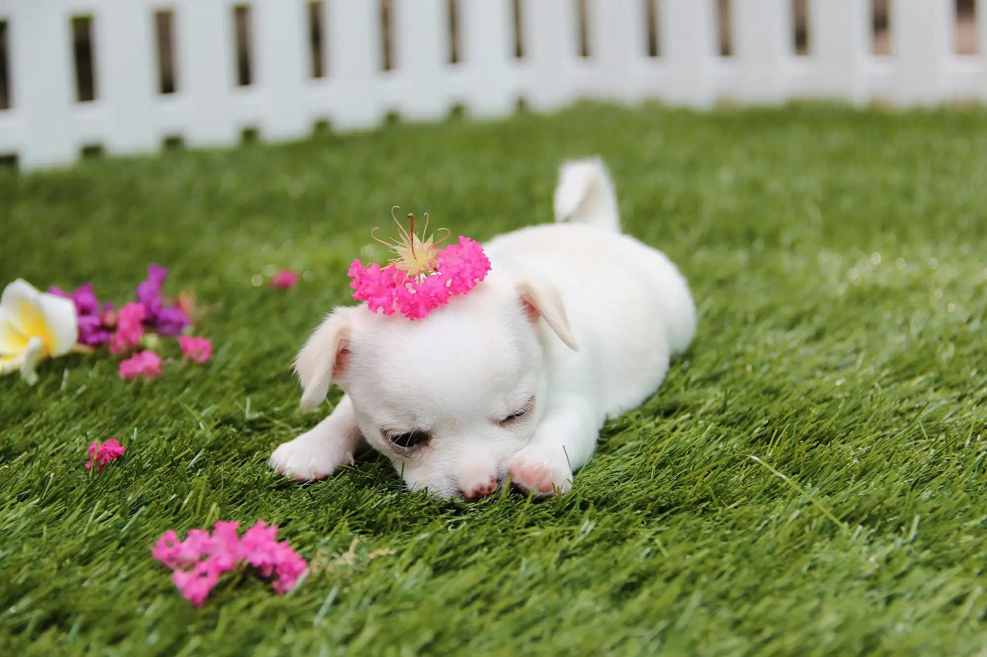 petit chien
