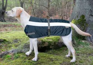belle veste pour chien