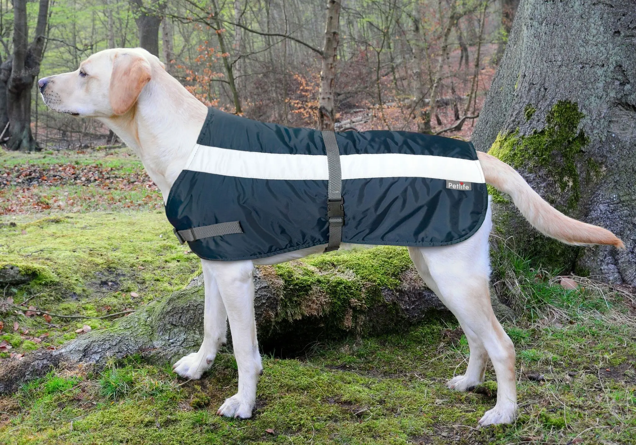 belle veste pour chien
