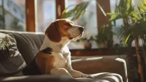 Un chien de race beagle qui est en train d'être dresser