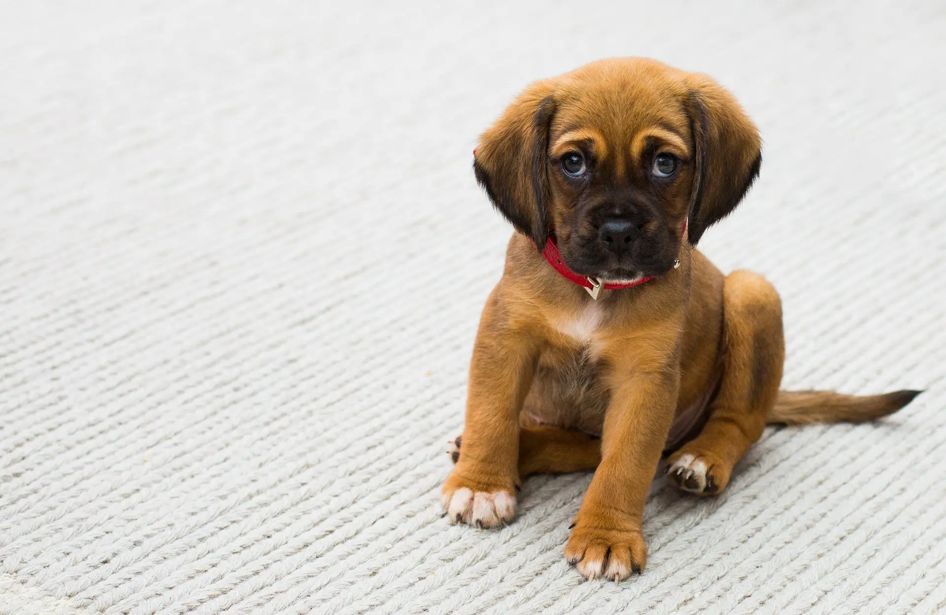 Salmonellose chien