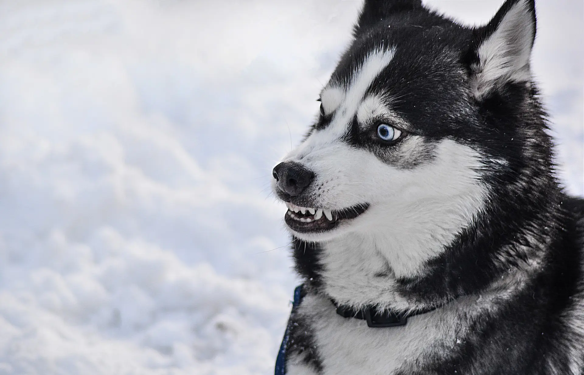 chien qui claque des dents