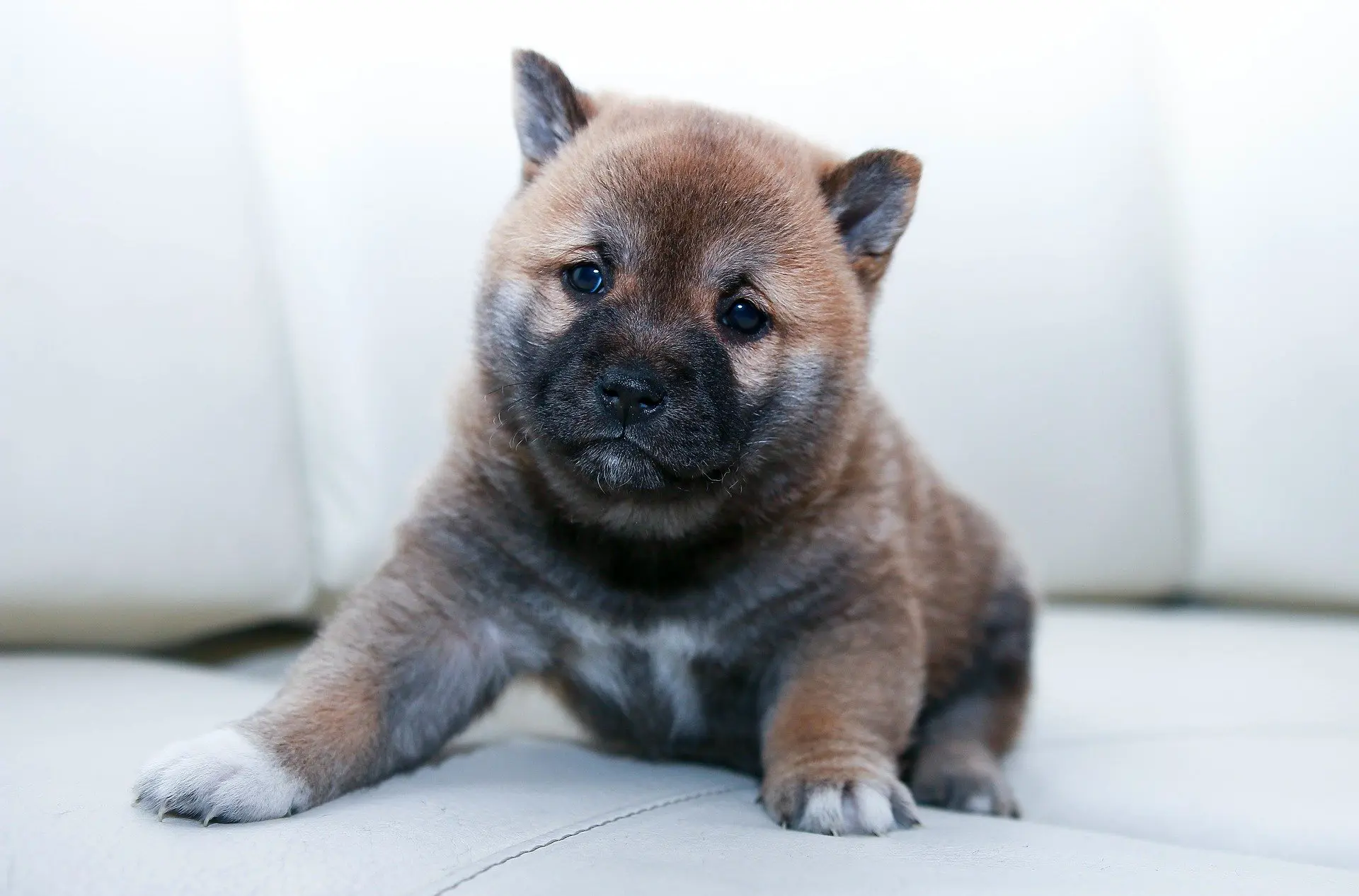 chiot malade