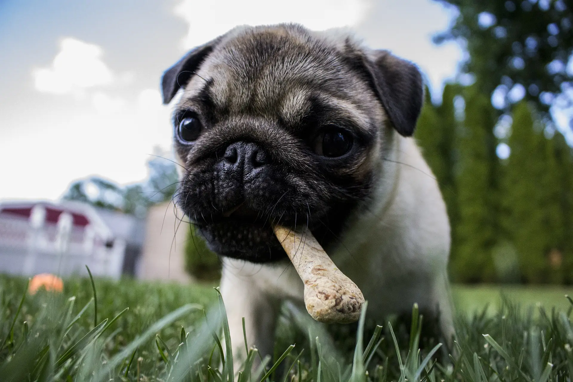 os chien