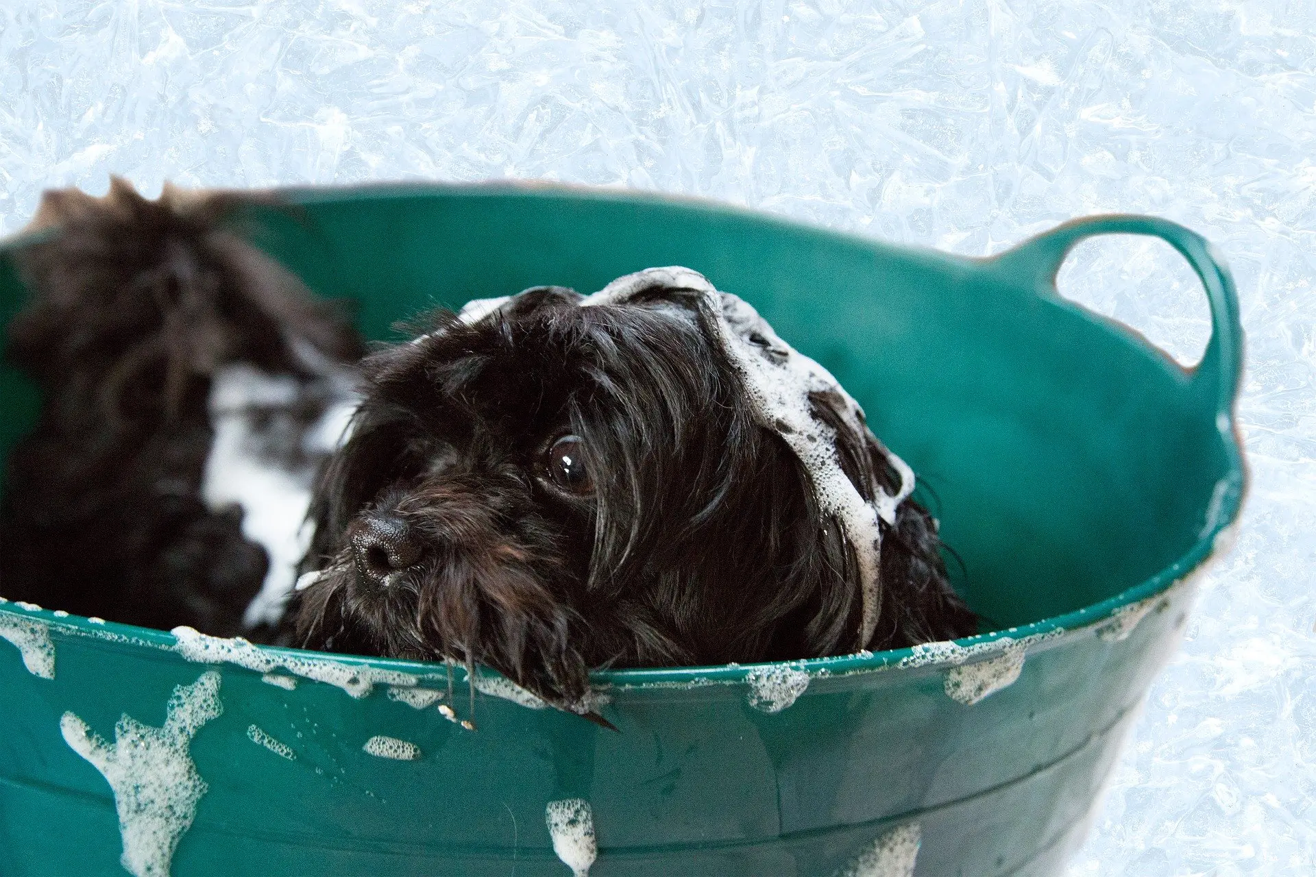 shampooing pour bébé pour chien