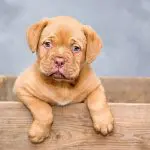 taille chiot