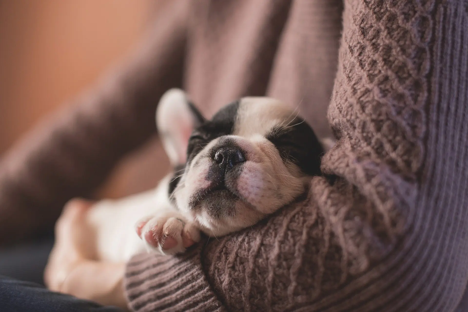 tremblement chiot