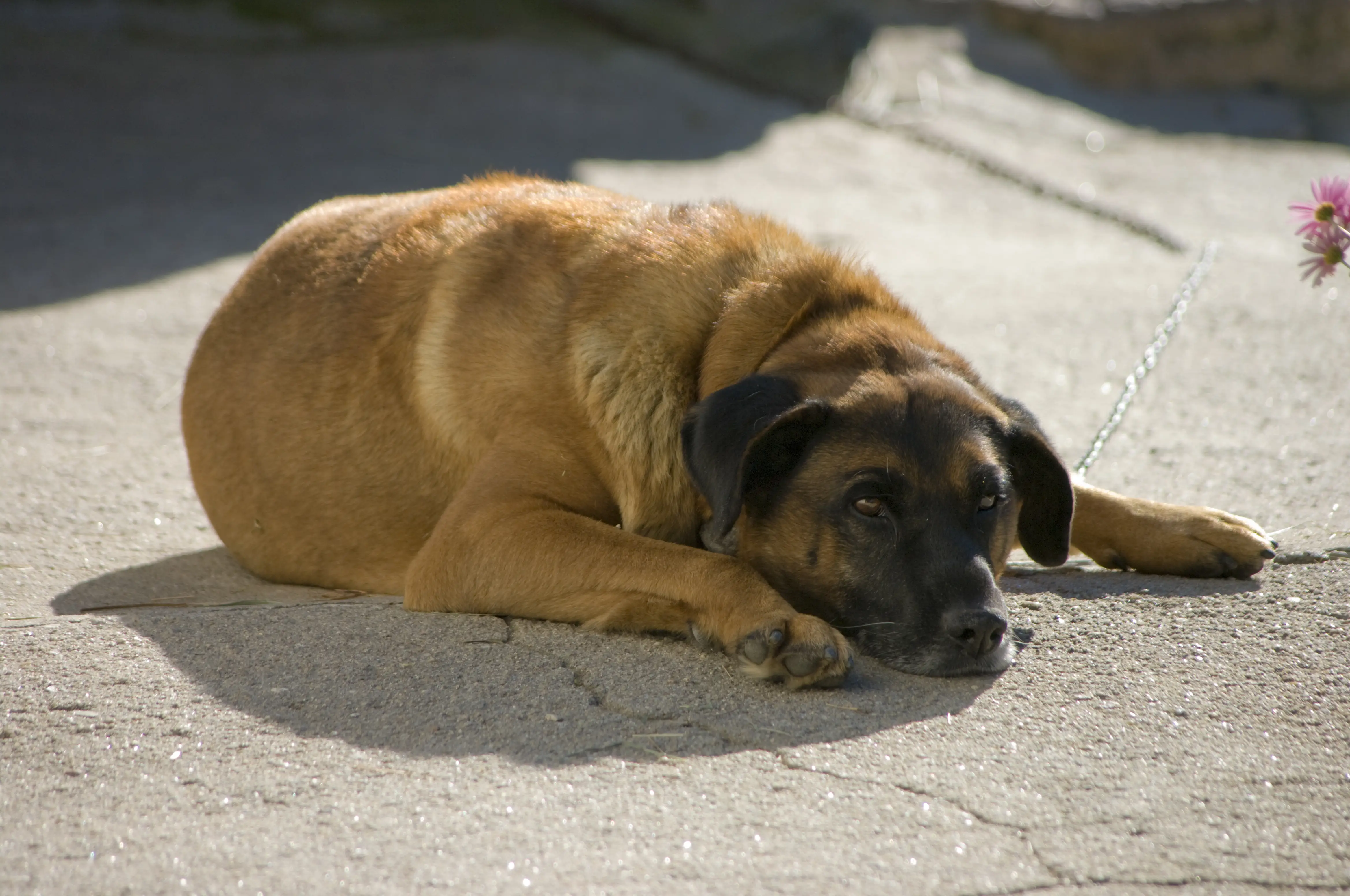chien qui vomit et a la diarrhée