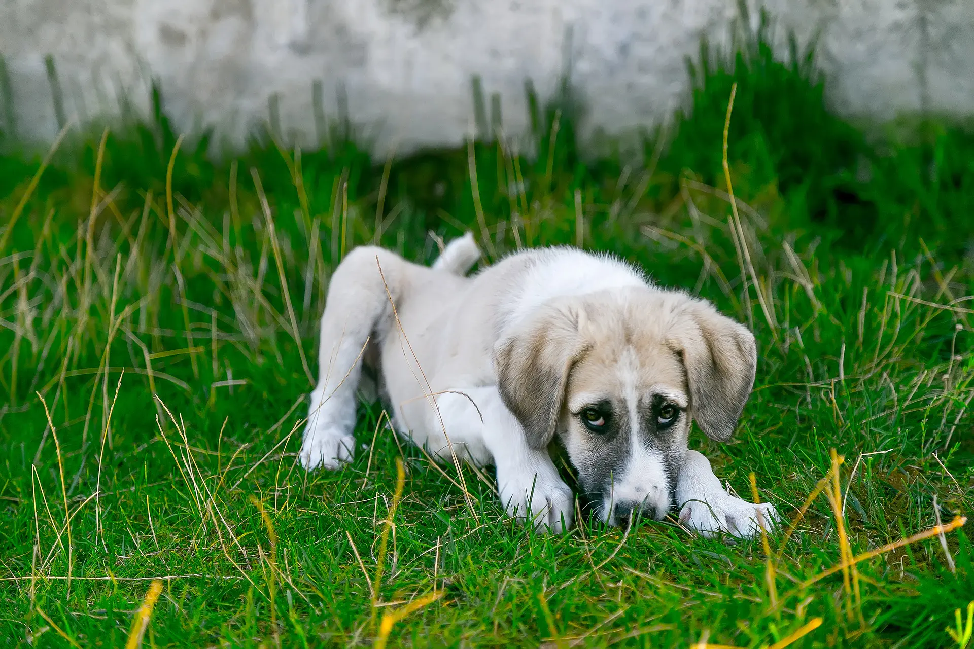 un chien qui vomit jaune