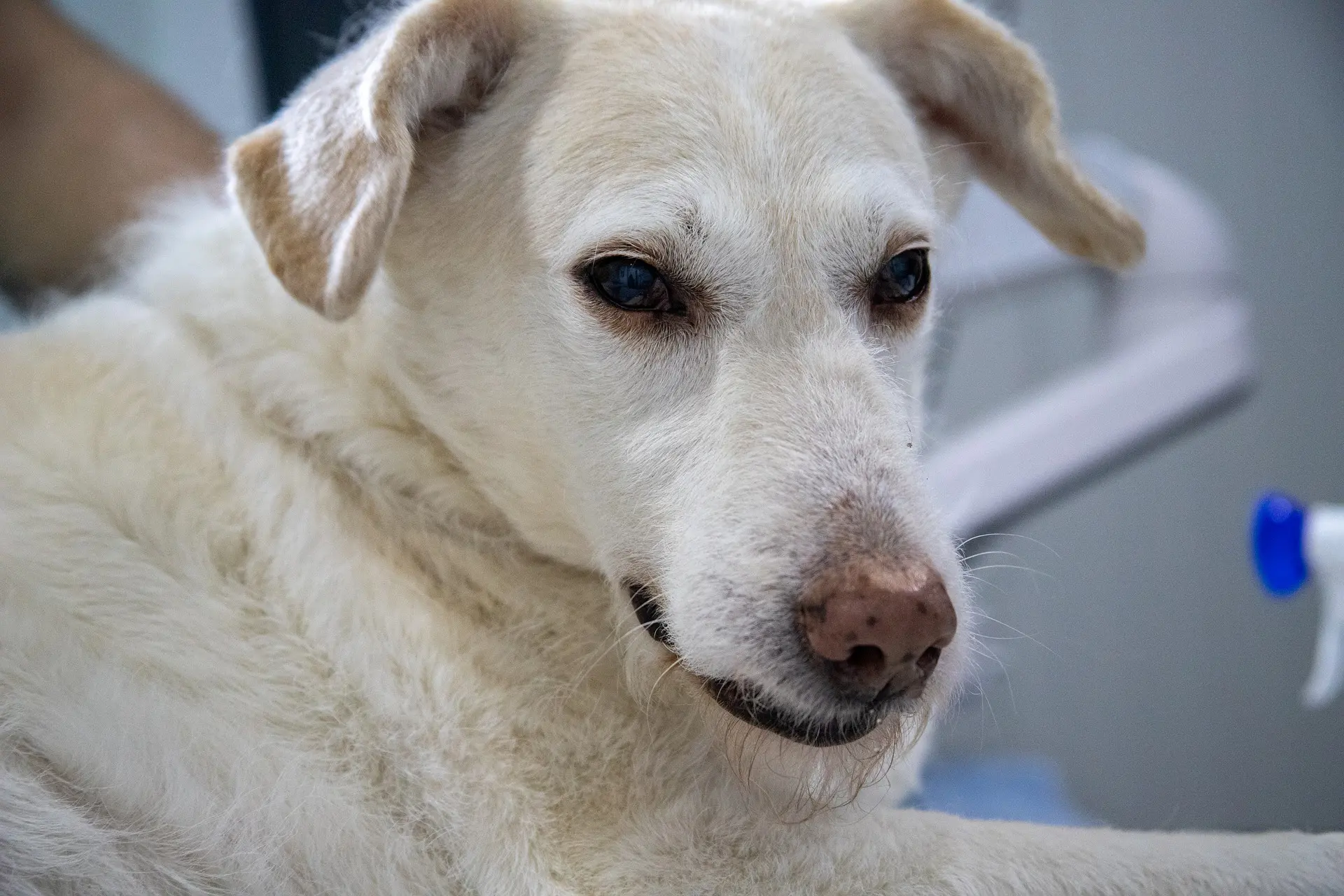 un chien qui vomit de la mousse