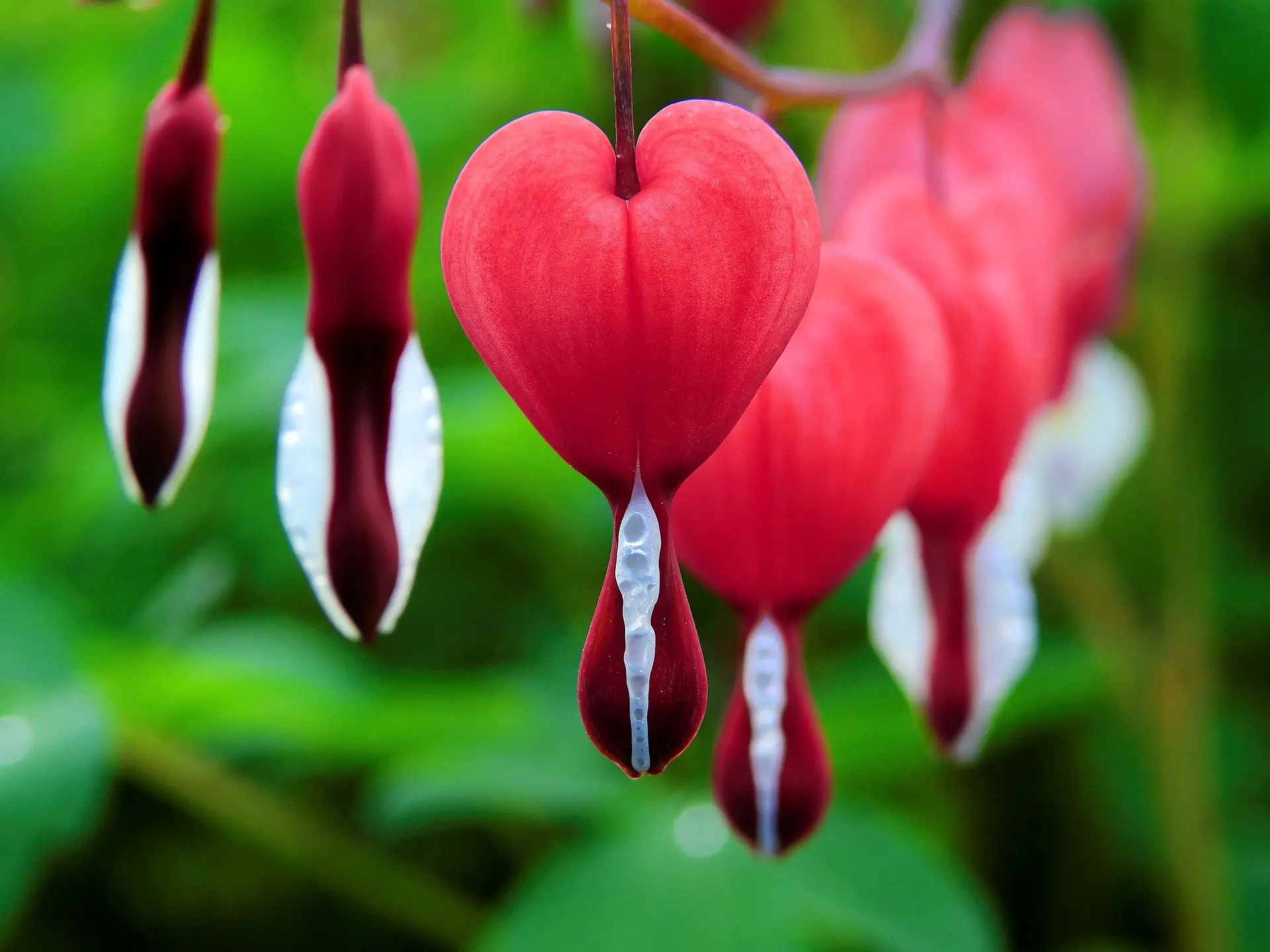coeur