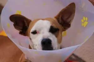 collerette pour chien