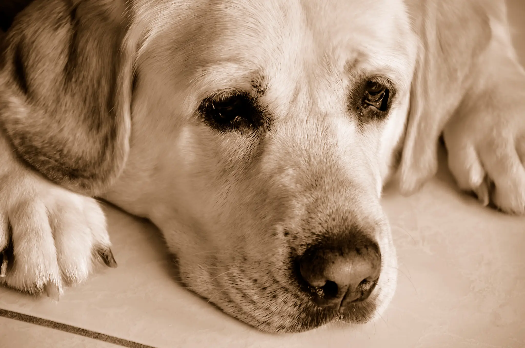 chien constipé