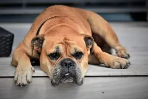 hypothyroïdie du chien
