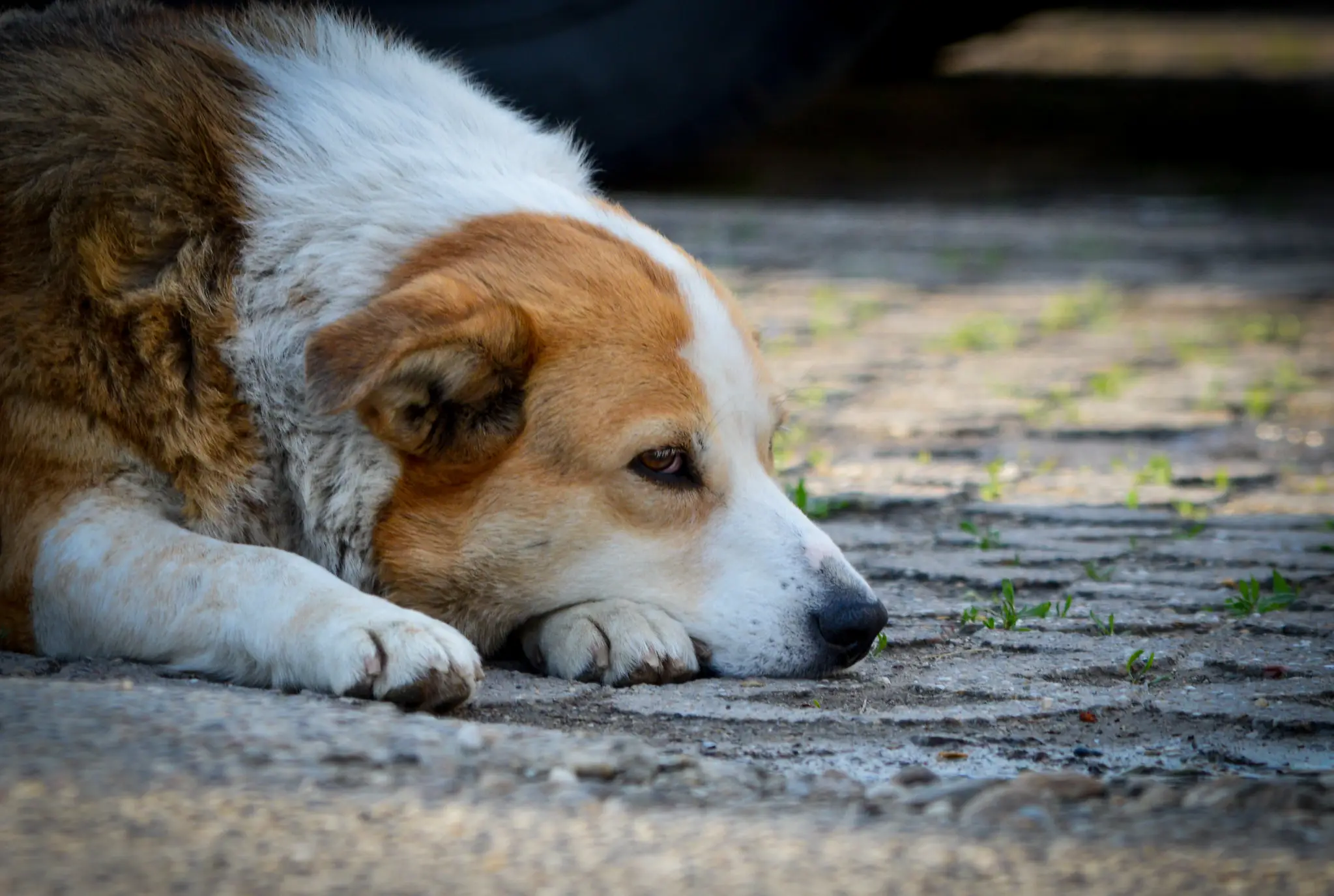 leucémie du chien