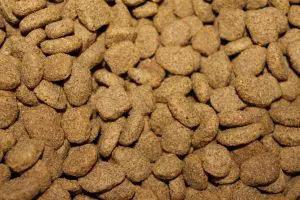 chien vomit croquettes