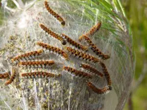 chenille processionnaire