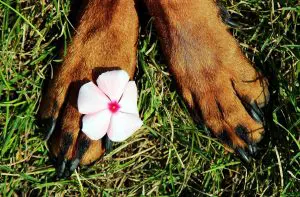 griffes de chien
