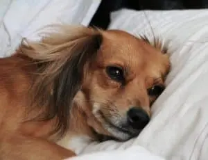 Hépatite de Rubarth du chien