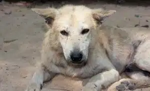de l'Ichtyose chez un chien