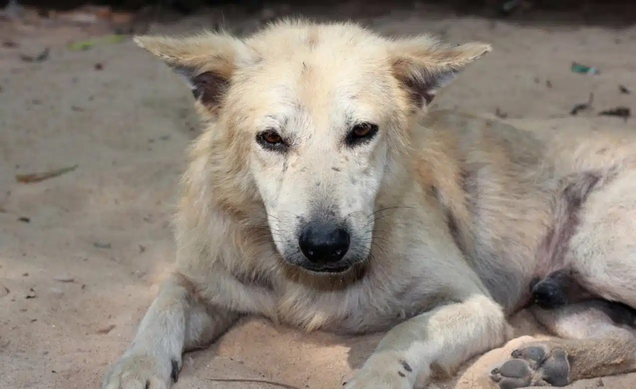 de l'Ichtyose chez un chien