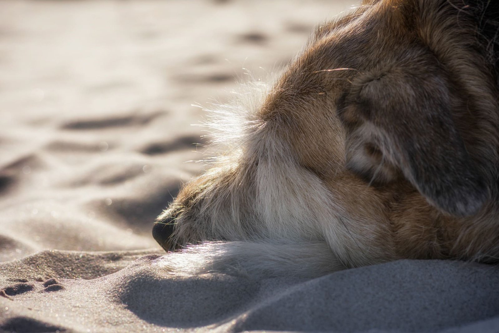 L'hypothyroïdie du chien