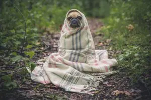grippe du chien