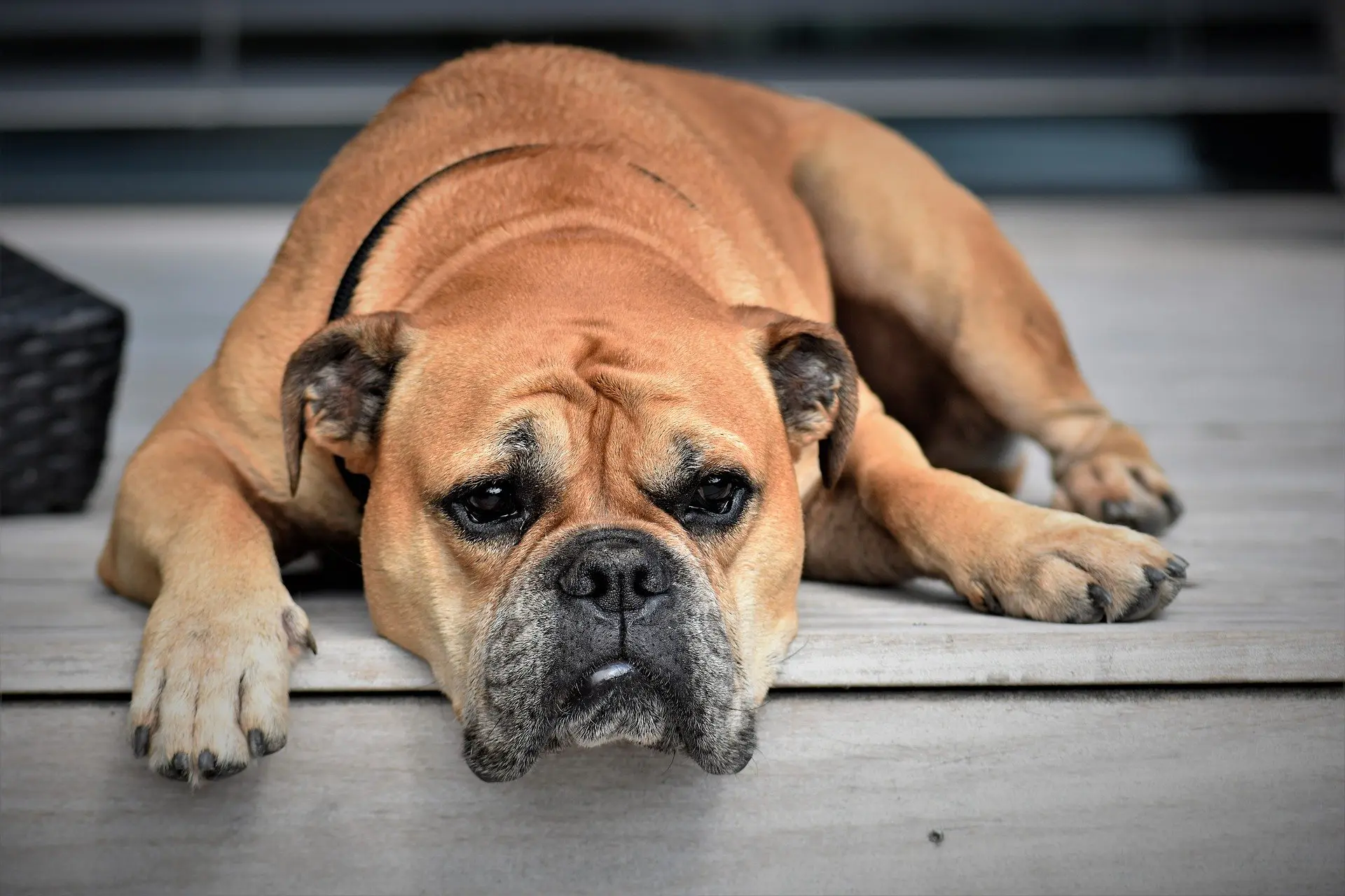 hypocalcémie du chien