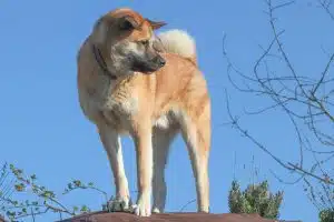 luxation de la rotule chez un Akita Inu