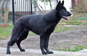 un berger allemand qui a la maladie de Legg-Perthes-Calvé