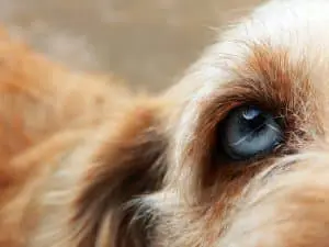 ectropion du chien