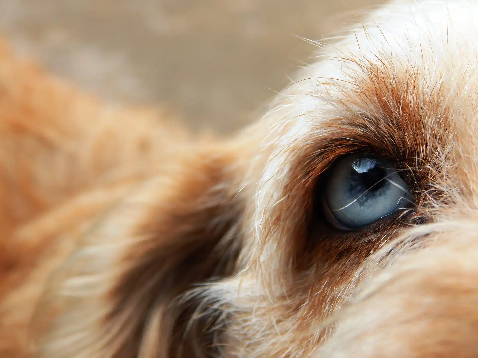 ectropion du chien