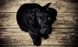 entropion du chien