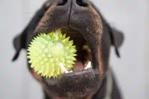 gingivite du chien