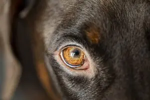 glaucome du chien