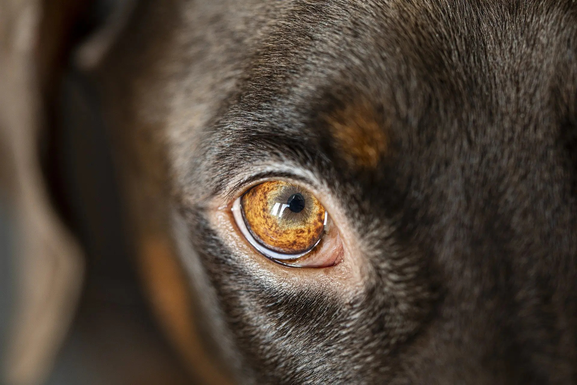 glaucome du chien