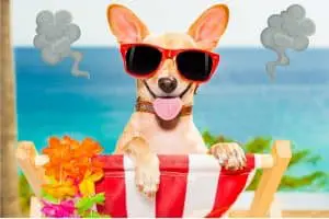 Vapotage et chiens