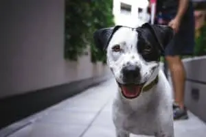 cancer du chien