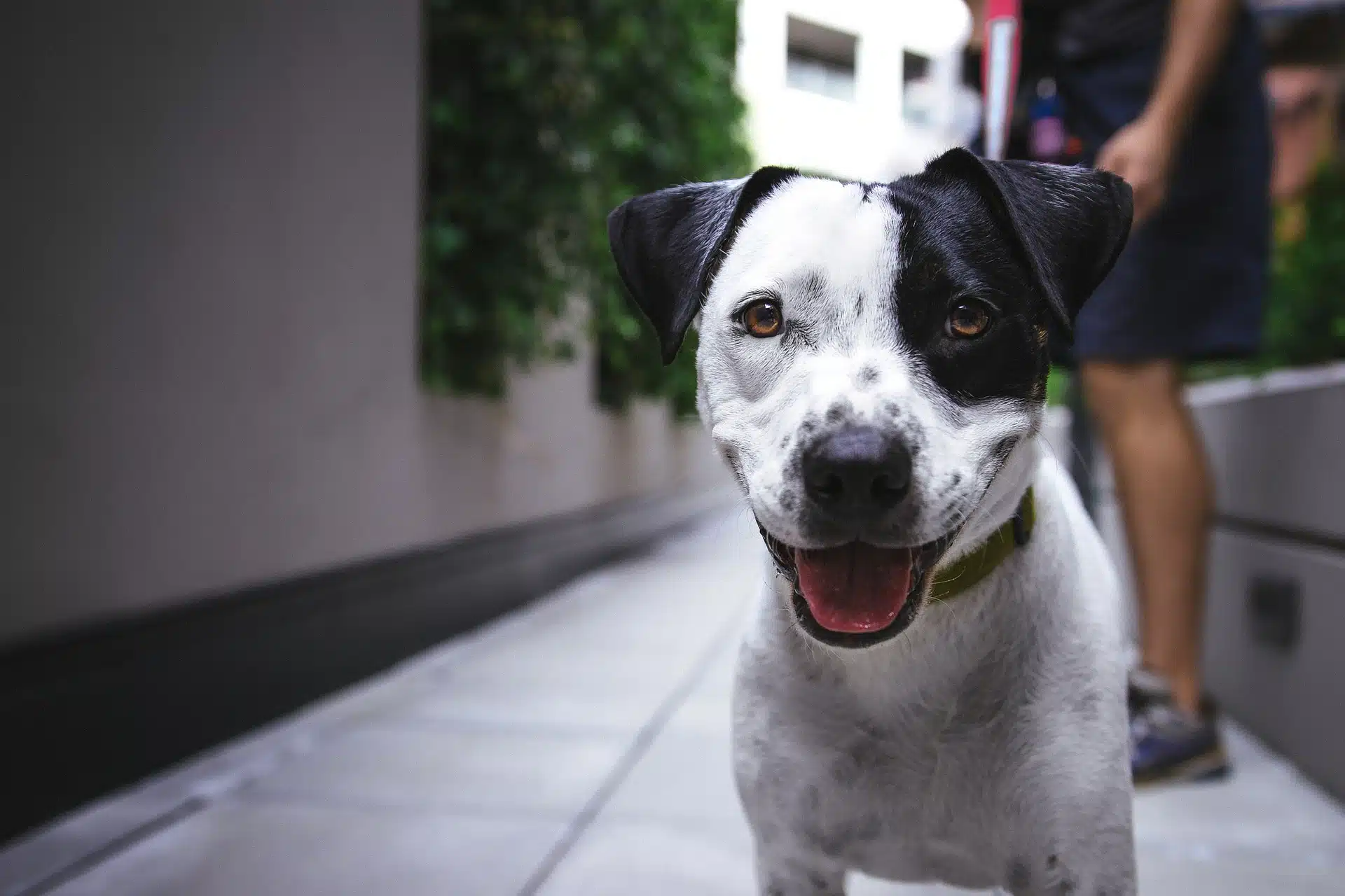 cancer du chien