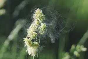 pollen allergie chien