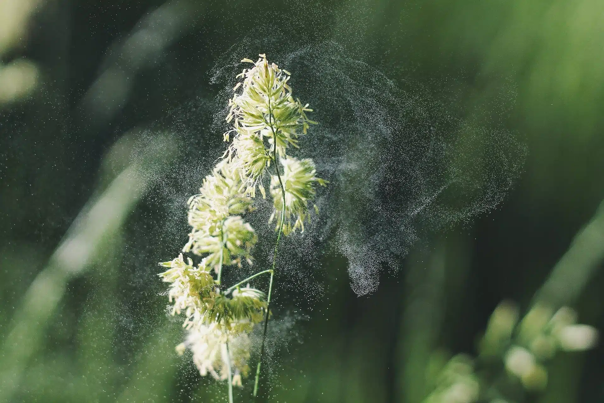 pollen allergie chien