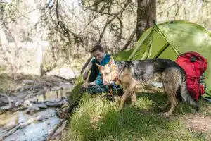 chien en camping
