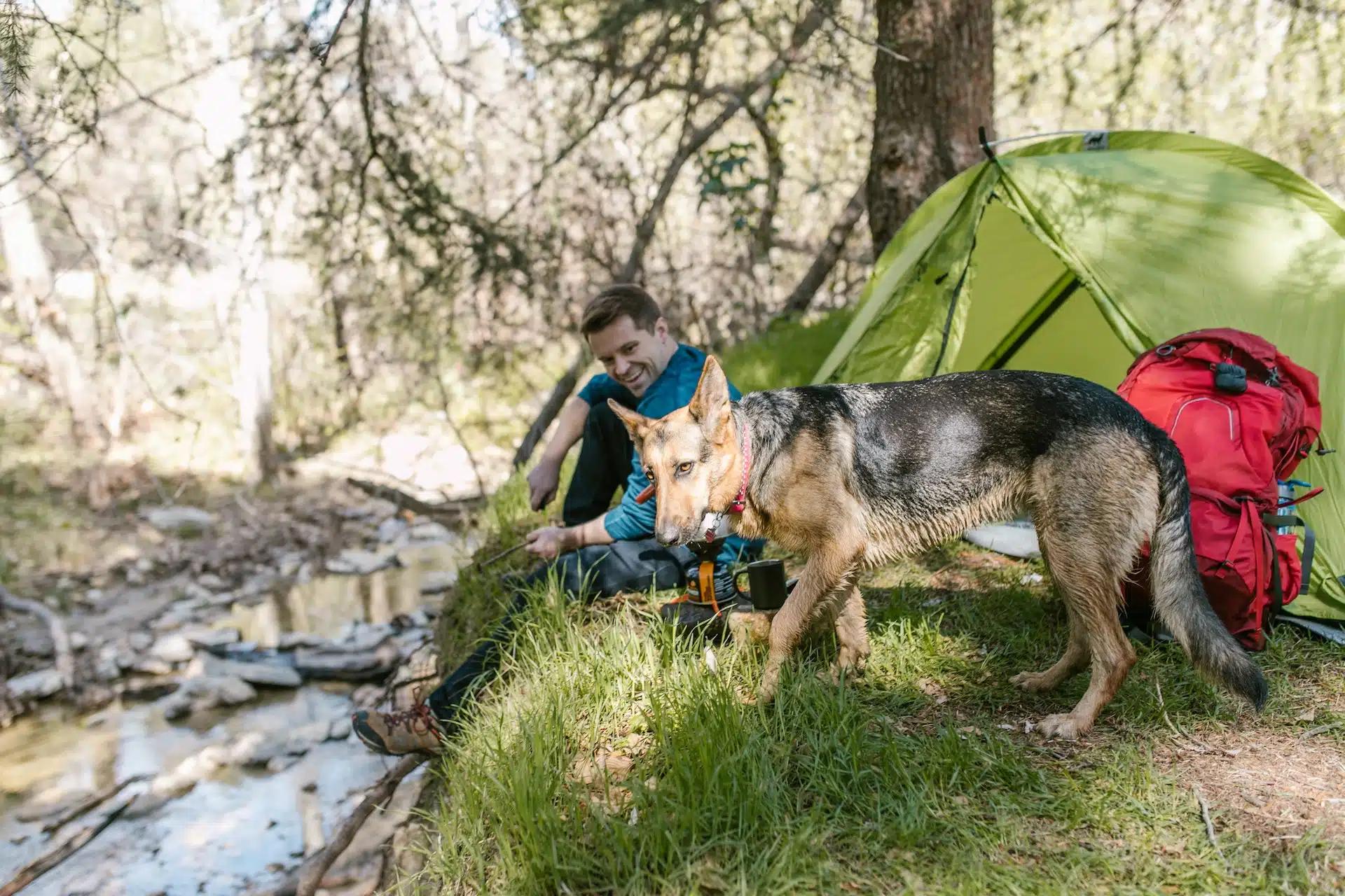 chien en camping