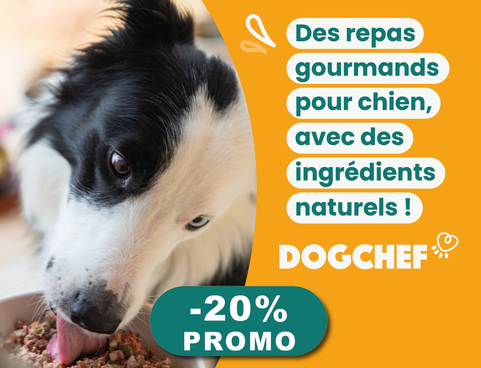 Allergies du chien Types, Causes, Symptômes et Traitements — free download